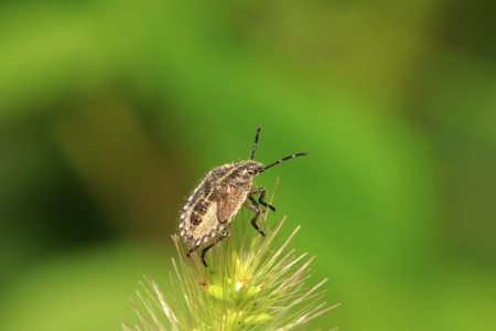 stinkbug on green leaf in the wild natural stateの写真素材