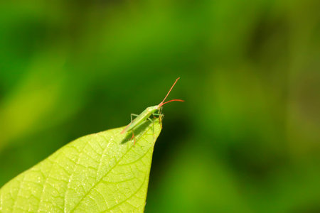 stinkbug on green leaf in the wild natural state