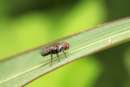 closeup of flesh fly on green leafの写真素材