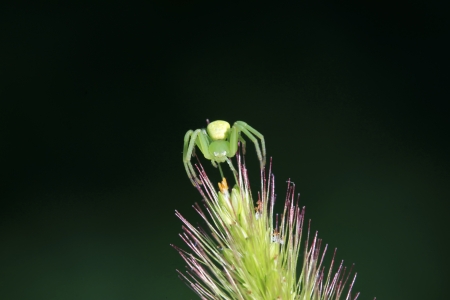 a kind of insects named crab spiderの写真素材