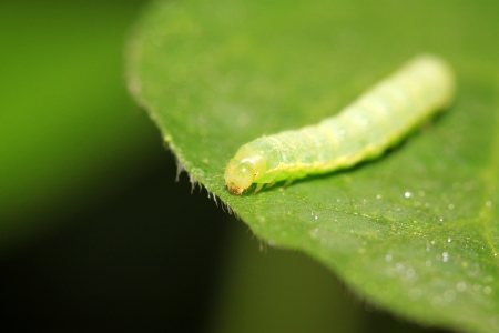 closeup of plutella xylostella on green leaf in the wildの写真素材