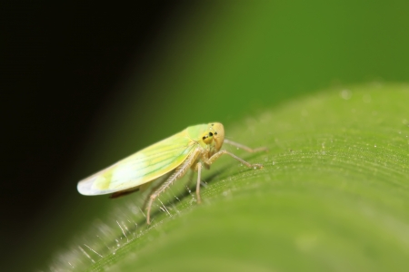 a kind of homoptera insects leafhopper in the wildの写真素材