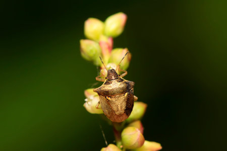 stinkbug on green leaf in the wild