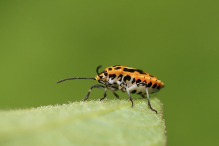 stinkbug on green leaf in the wild natural stateの写真素材