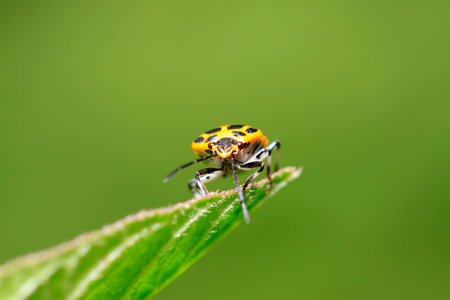 stinkbug on green leaf in the wild natural state