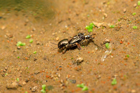 Fleas cricket in the wild, closeup of photo