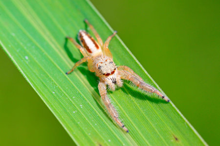 a kind of animal named spider