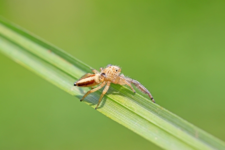 a kind of animal named spiderの写真素材
