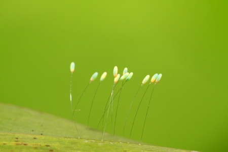 Lacewing flies eggs on a leaf bladeの写真素材