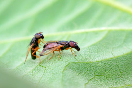 flies insects on green leaf in the wild