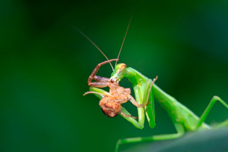 mantis perched on the leaves in the wild