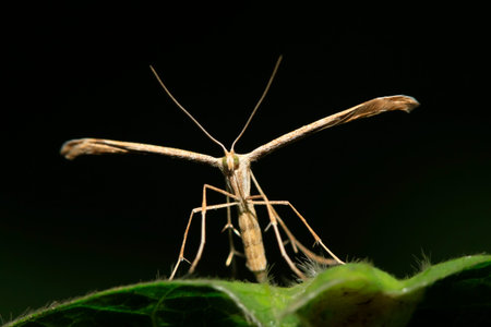 a kind of moth named sweet potato plume mothの写真素材
