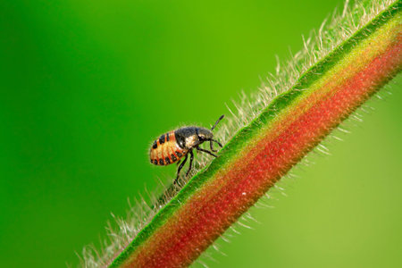stinkbug larvae on green leaf in the wild natural state