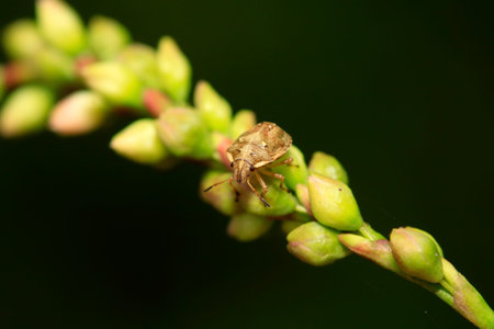 stinkbug on green leaf in the wild