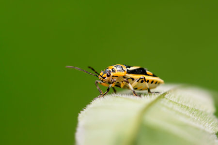 stinkbug on green leaf in the wild natural state