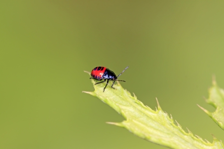a stinkbug on green leaf in the wildの写真素材