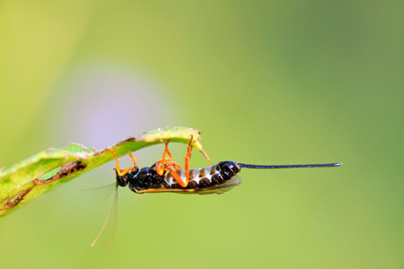 Sawfly on green leaf in the wild