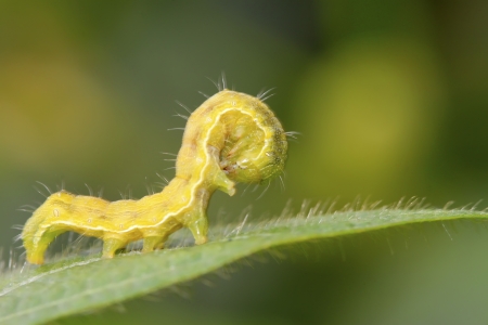 a kind of lepidoptera insects lurking on the leavesの写真素材