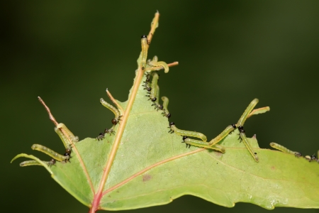 Sawfly larvae on green leaf in the wildの写真素材
