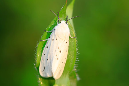 closeup of moth on the leaf, north china