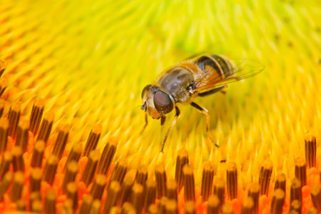 syrphidae insects on sun flowers in the wild