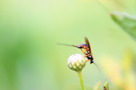 Sawfly on green leaf in the wildの写真素材