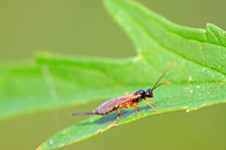 Sawfly on green leaf in the wild