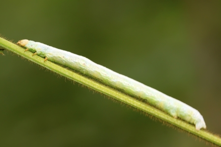 geometrid on green leaf in the wild, closeup of photoの写真素材
