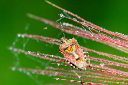 stinkbug on green leaf in the wild natural state.