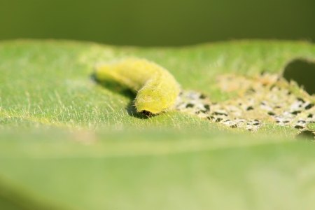 green meat worm on leaf in the wildの写真素材