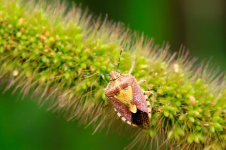 stinkbug on green leaf in the wild natural state.