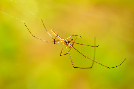 spider on green leaf in the wild