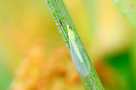 Lacewing flies on green leaf in the wildの写真素材