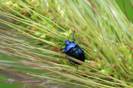 purple stinkbug on green leaf in the wild natural stateの写真素材