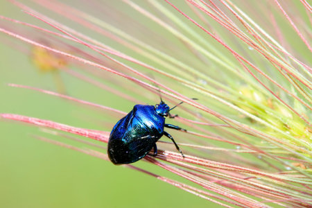 purple stinkbug on green leaf in the wild natural state