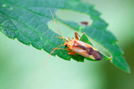 stinkbug on green leaf in the wild
