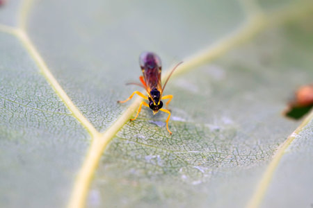 Sawfly on green leaf in the wild