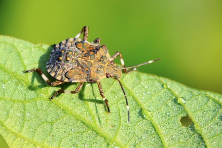 black stinkbug larvae on green leaf in the wild natural state.の写真素材