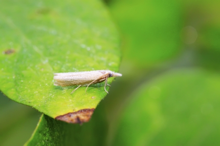 Moth insects on green leaf in the wildの写真素材