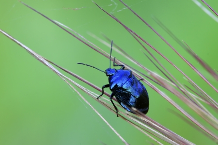 purple stinkbug on green leaf in the wild natural stateの写真素材