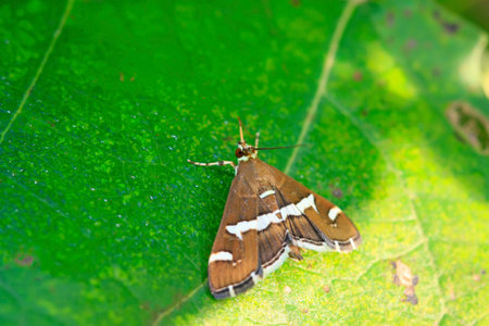 a kind of Meadow moth on green leaf in the wild