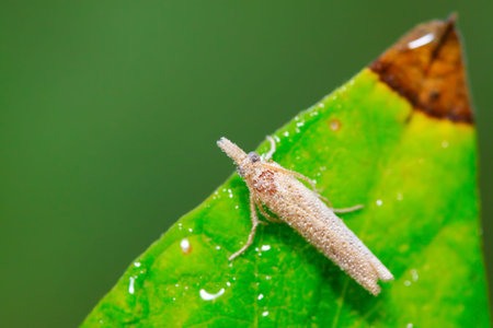 Moth insects on green leaf in the wild