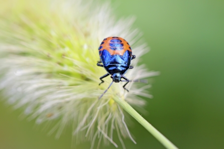 black stinkbug larvae on green leaf in the wild natural state.の写真素材