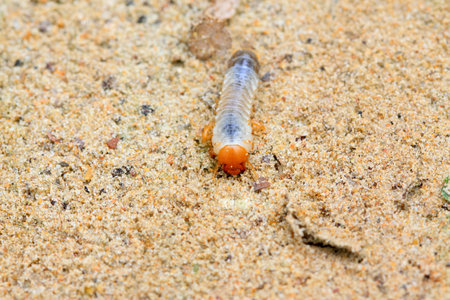 a kind of insects named grub, closeup of photo