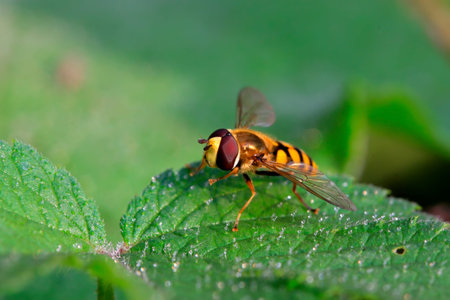 a kind of insects named syrphidae in the wild