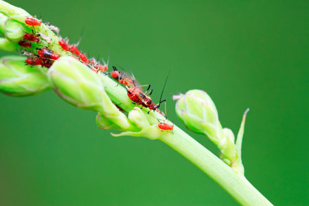 a kind of insects named aphid on green plant in the wild