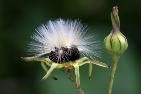 closeup of a kind of plant seeds, which named ixeris chinensis の写真素材