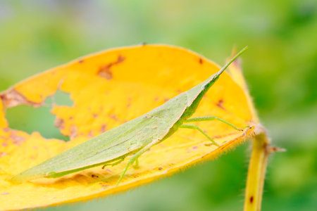 locust on yellow leaf in the wild