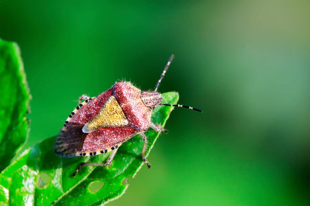 stinkbug on green leaf in the wild natural state