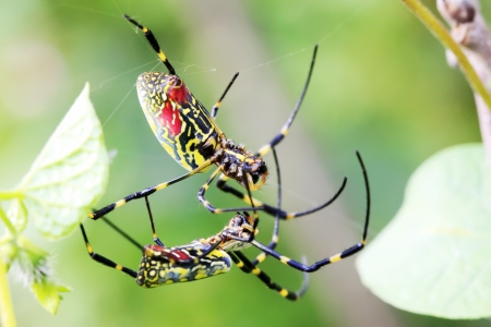 two spiders have a love affair on the branch の写真素材